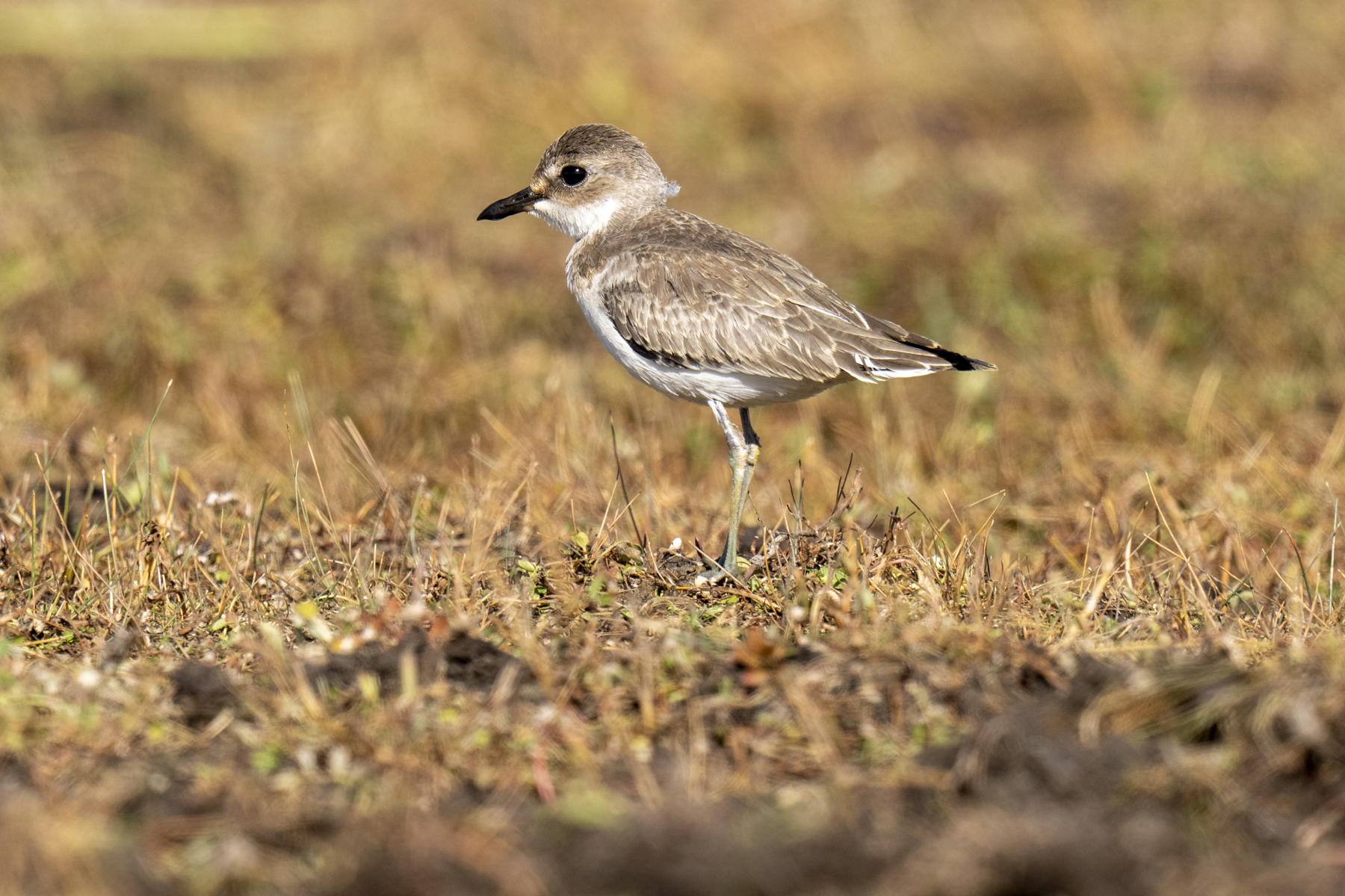Greater Sand Plover (image by Mark Beaman)