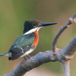 Green Kingfisher (image by Mark Van Beirs)