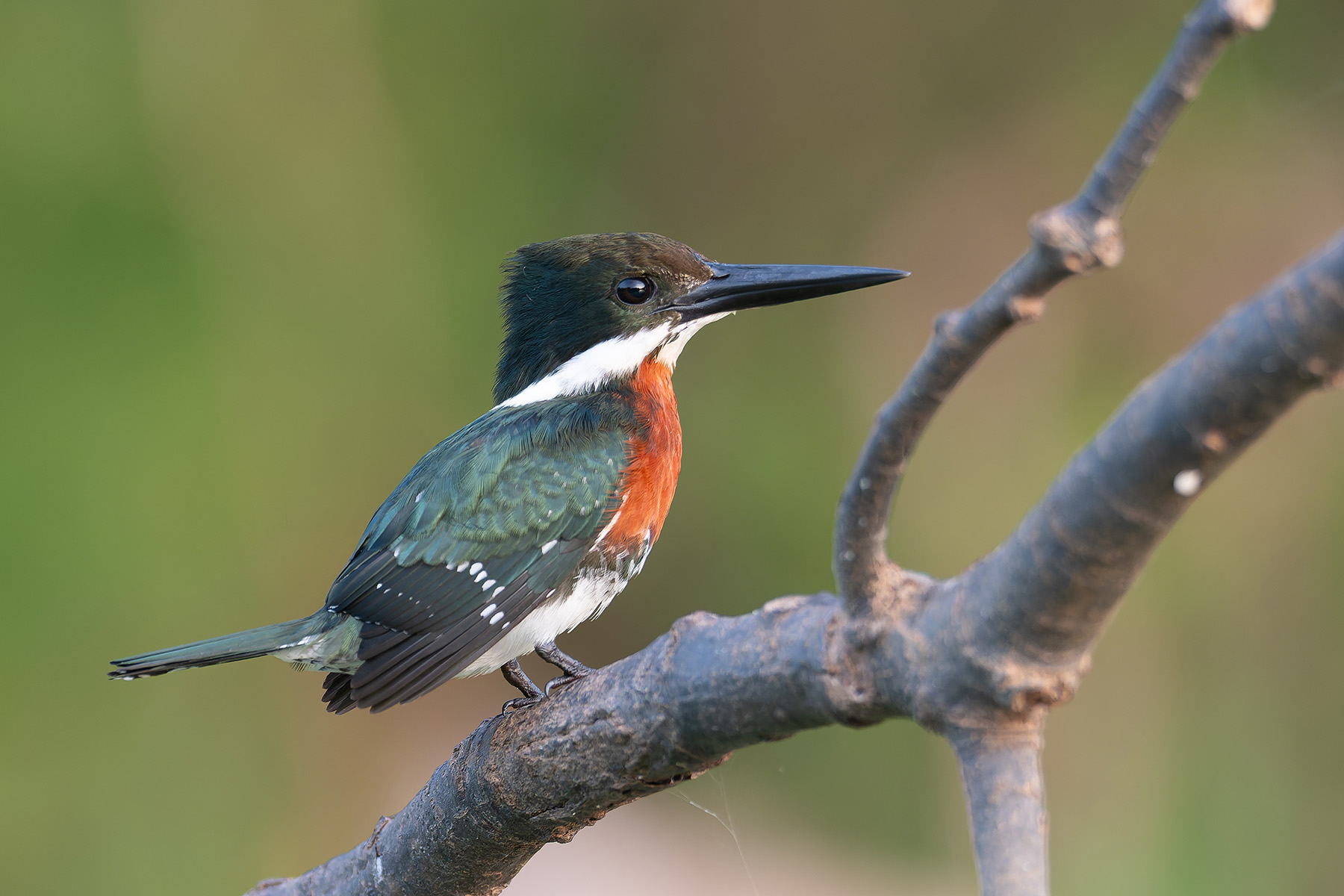 Green Kingfisher (image by Mark Van Beirs)