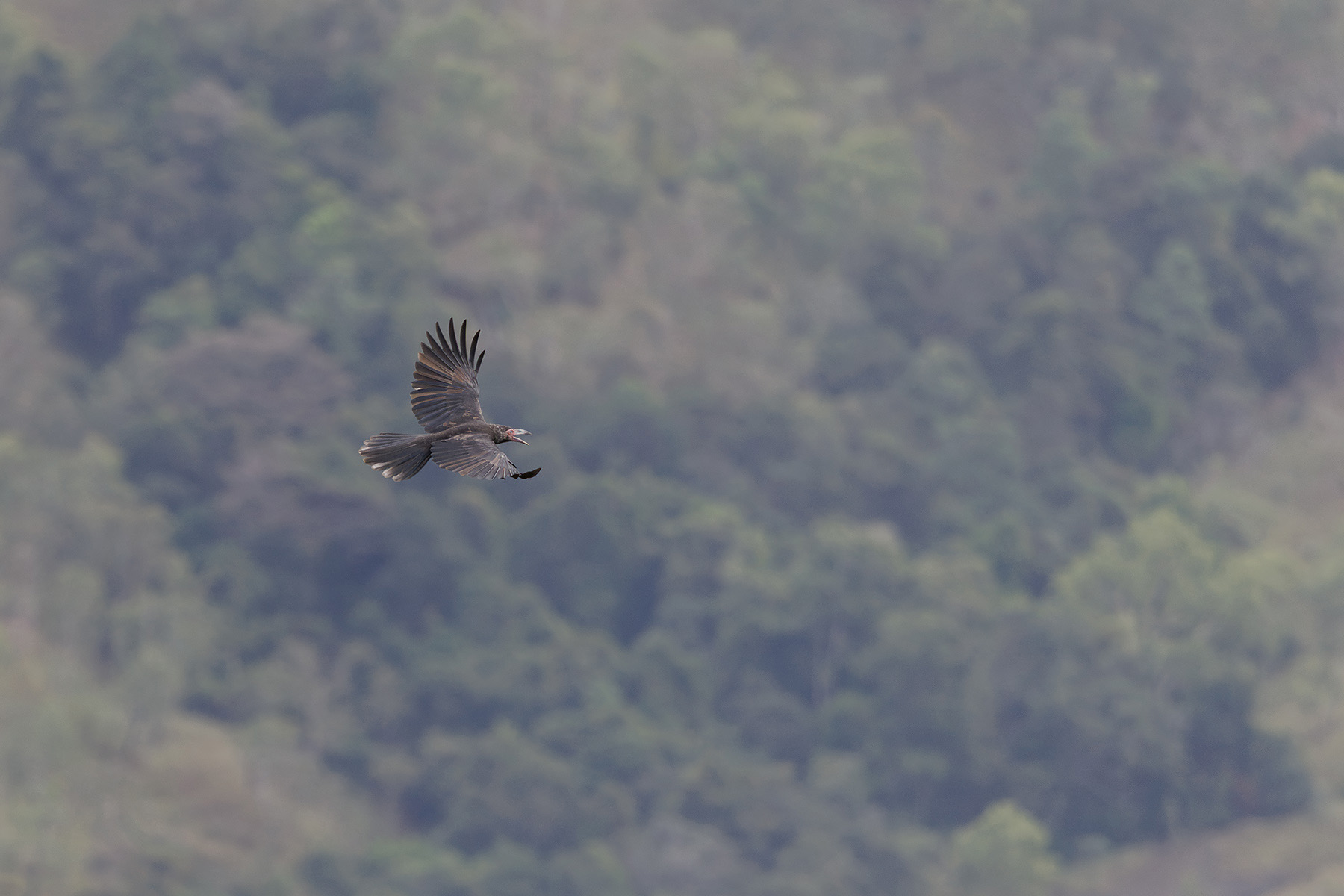 Grey Crow (image by Dáni Balla)