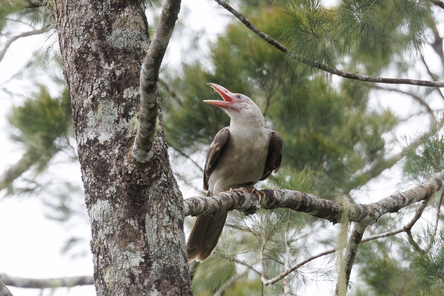 Grey Crow (image by Dáni Balla)