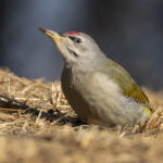 Grey-headed Woodpecker (image by Mark Beaman)