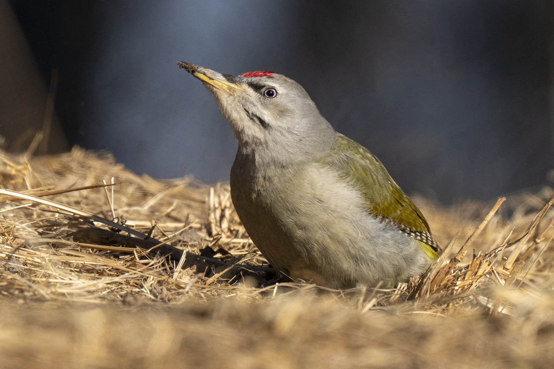 Grey-headed Woodpecker (image by Mark Beaman)