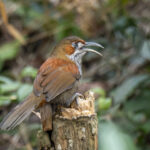 Grey-sided Scimitar Babbler (image by Mark Beaman)