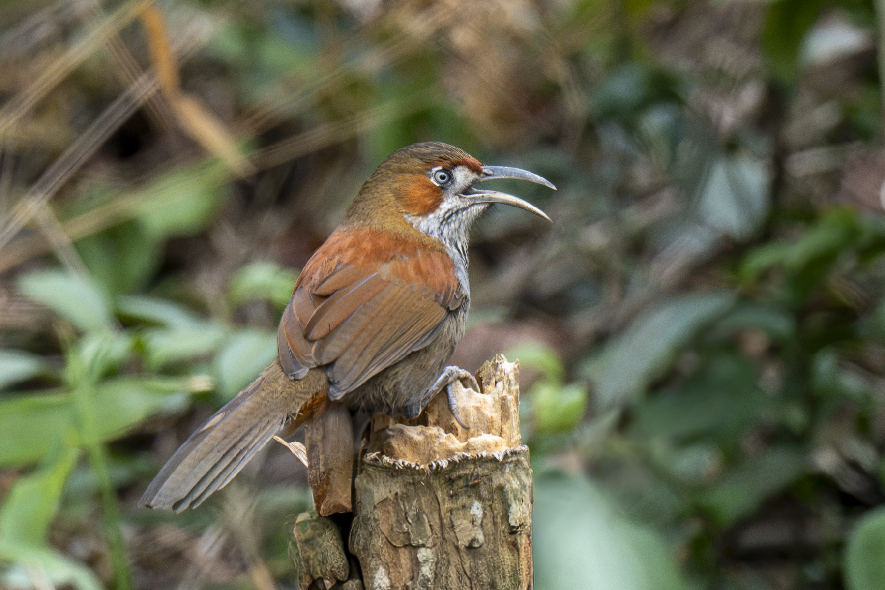 Grey-sided Scimitar Babbler (image by Mark Beaman)