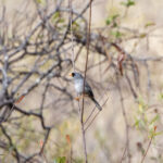 Grey-winged Inca-Finch (image by Leo Garrigues)