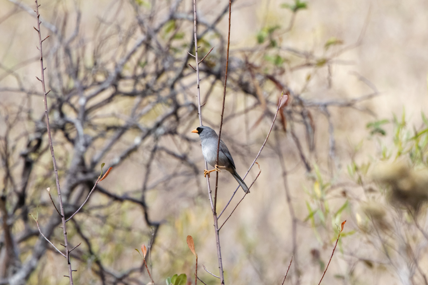 Grey-winged Inca-Finch (image by Leo Garrigues)