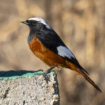 The striking Güldenstädt's Redstart (image by Mark Beaman)