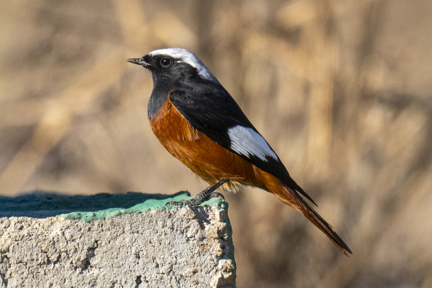 The striking Güldenstädt's Redstart (image by Mark Beaman)