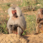 Hamadryas Baboons (image by Mark Van Beirs)
