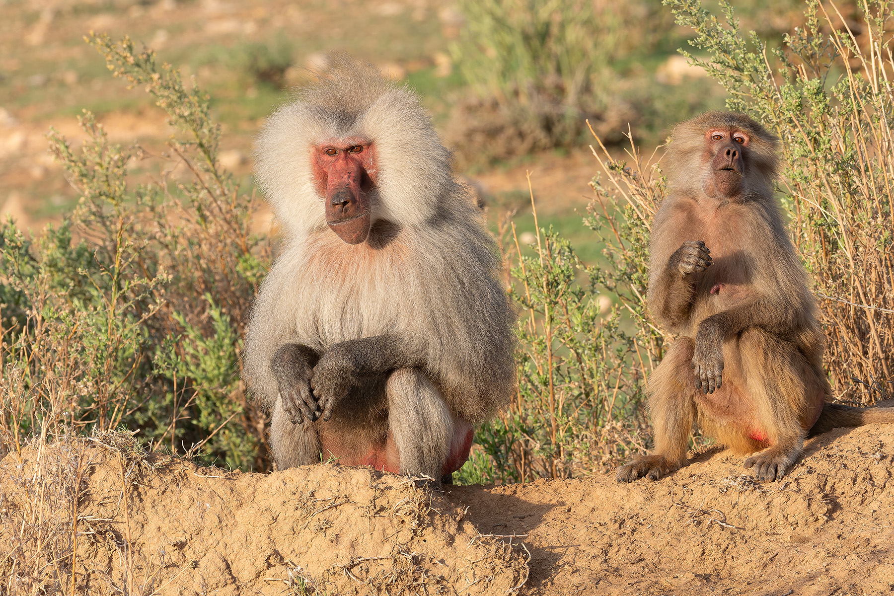 Hamadryas Baboons (image by Mark Van Beirs)