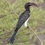 Hemprich's Hornbill (image by Mark Van Beirs)