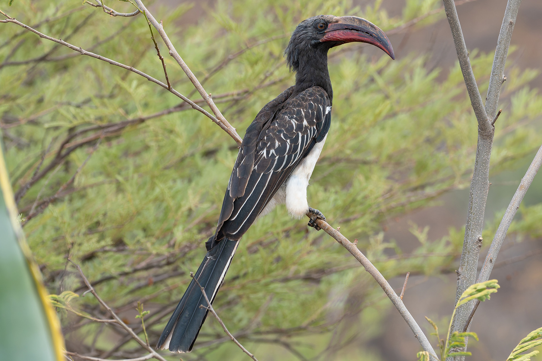 Hemprich's Hornbill (image by Mark Van Beirs)