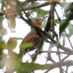 Henna-hooded Foliage-gleaner (image by Leo Garrigues)