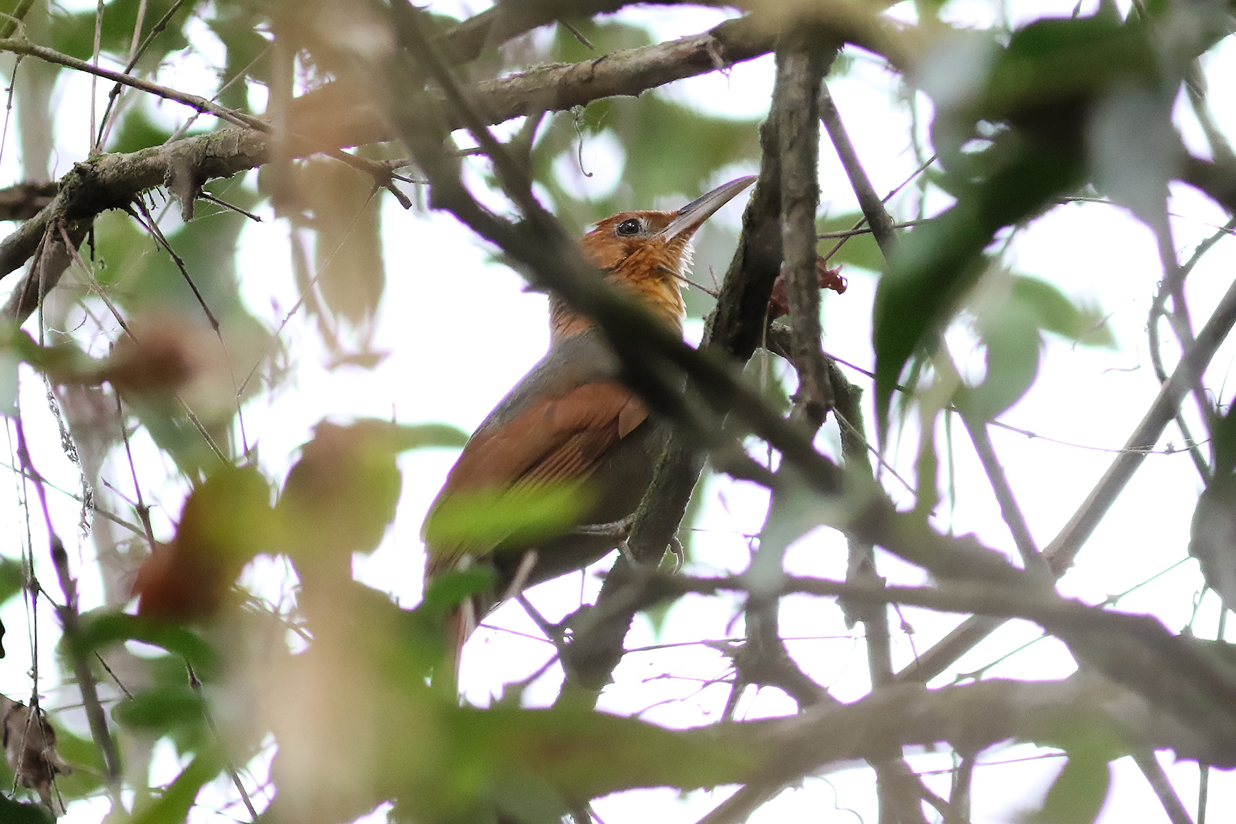 Henna-hooded Foliage-gleaner (image by Leo Garrigues)