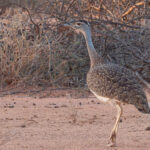 female Heuglin's Bustard (image by Mark Van Beirs)