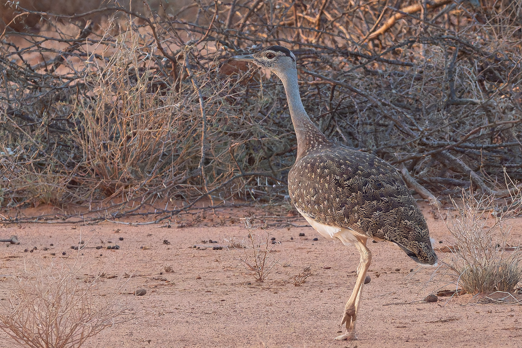 female Heuglin's Bustard (image by Mark Van Beirs)