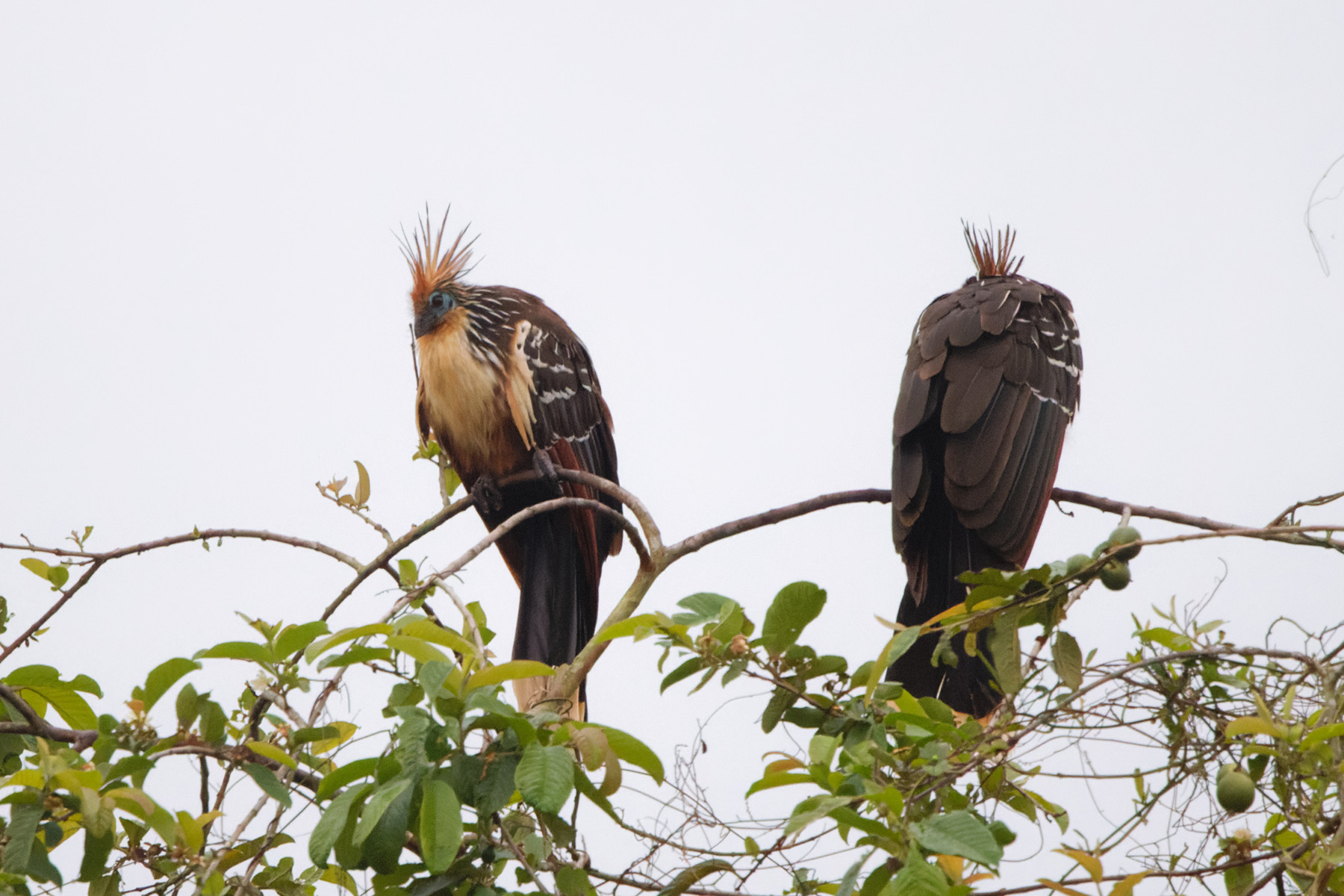 Hoatzins (image by Leo Garrigues)