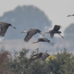 Hooded Cranes (image by Mark Beaman)