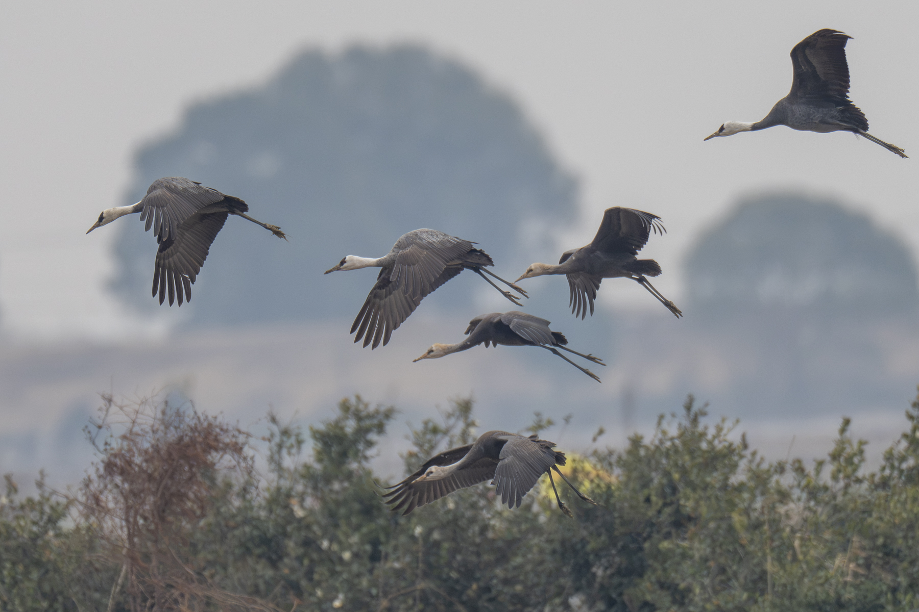 Hooded Cranes (image by Mark Beaman)
