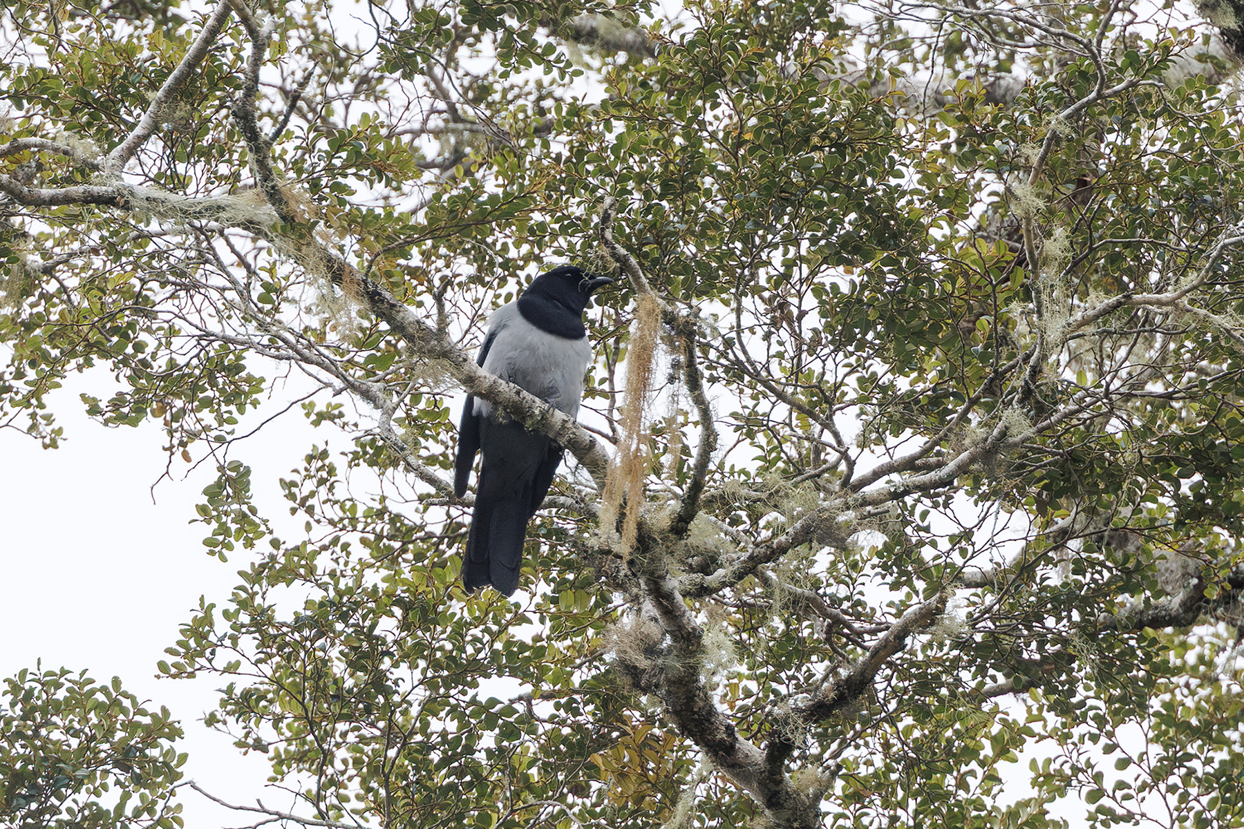 Hooded Cuckooshrike (image by Dáni Balla)