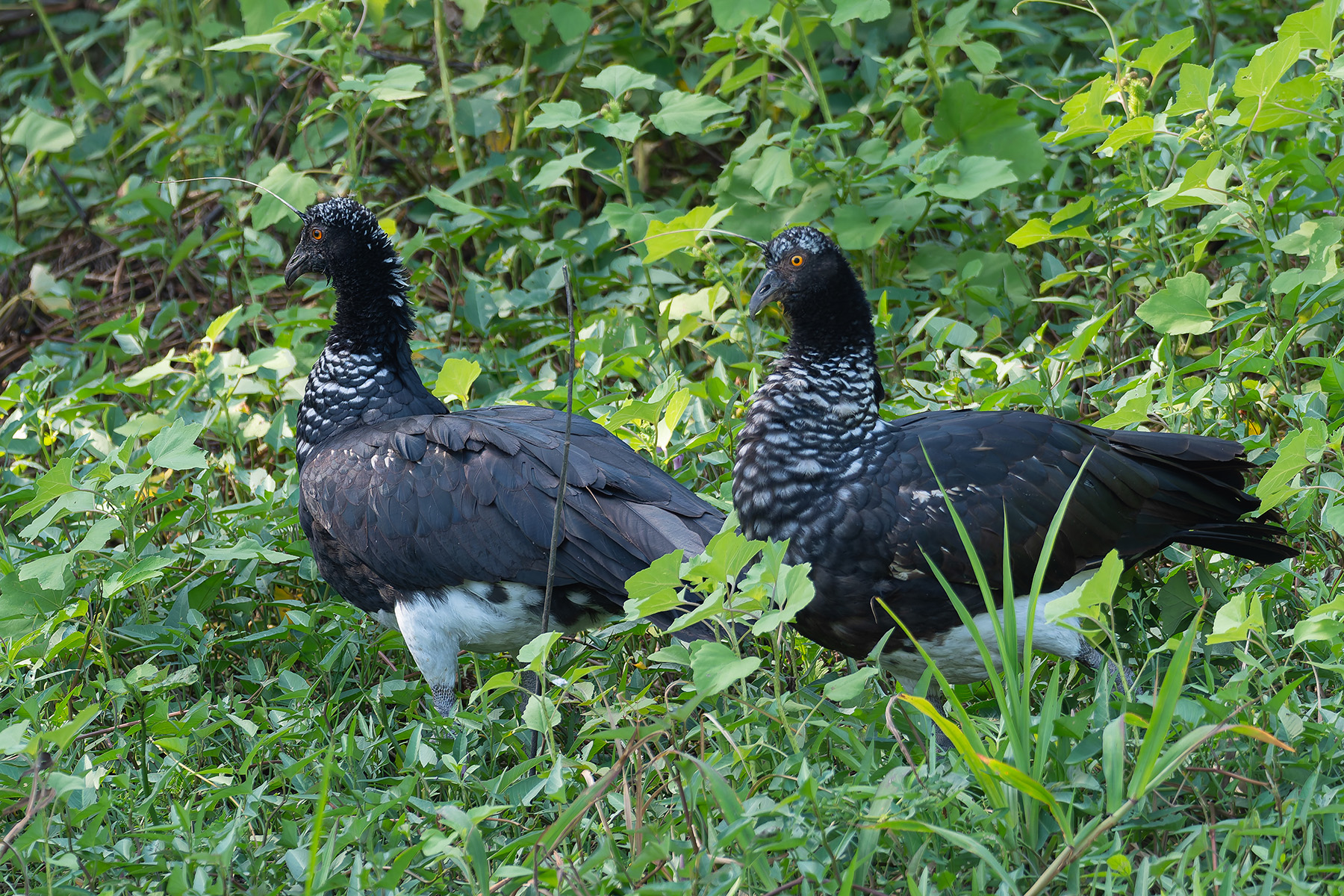 Horned Screamers (image by Mark Van Beirs)