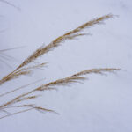 Ice crystals encrust the autumn grass (image by Mark Beaman)