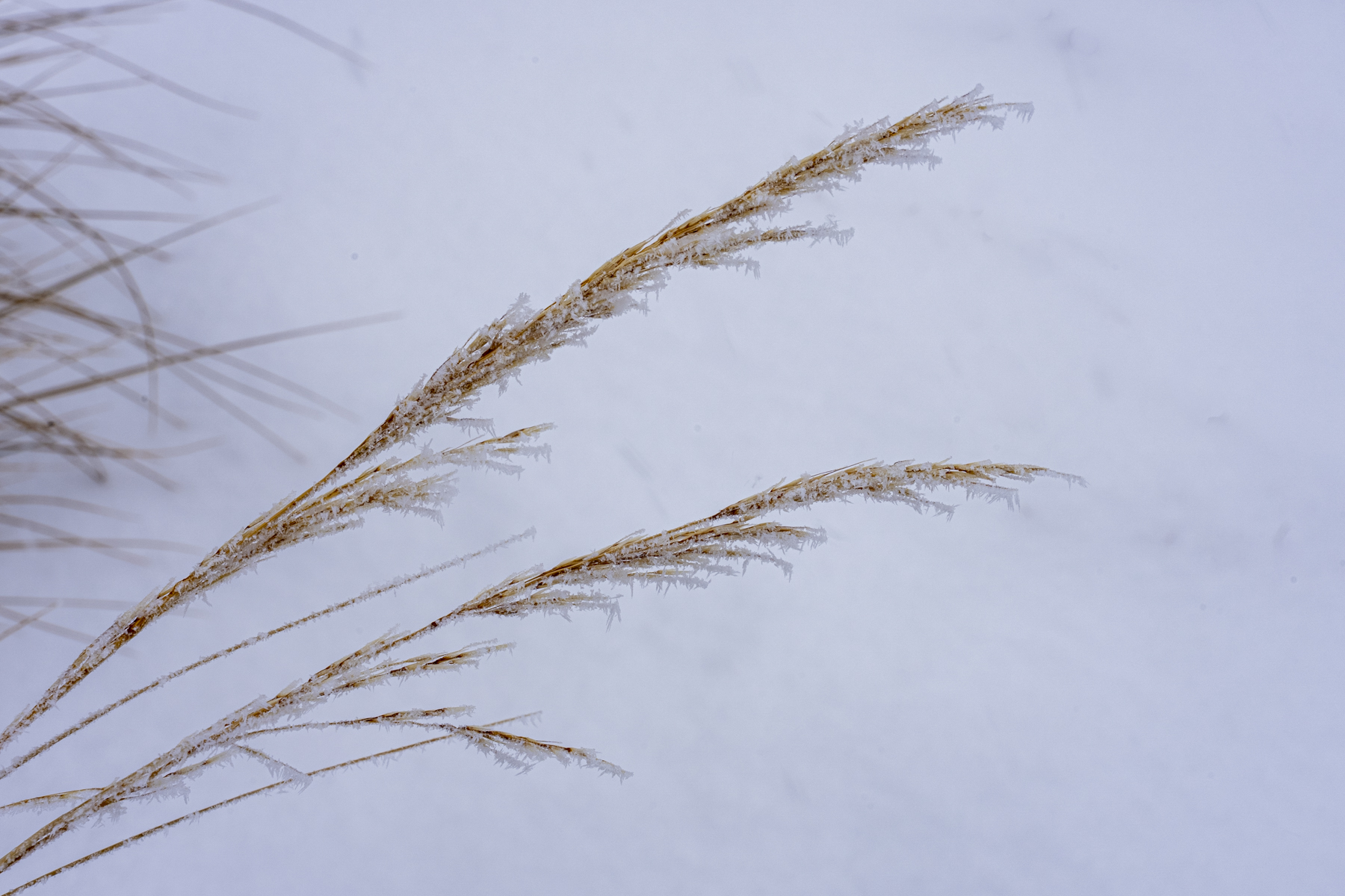 Ice crystals encrust the autumn grass (image by Mark Beaman)
