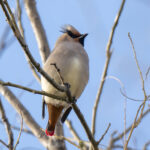 Japanese Waxwing (image by Mark Beaman)