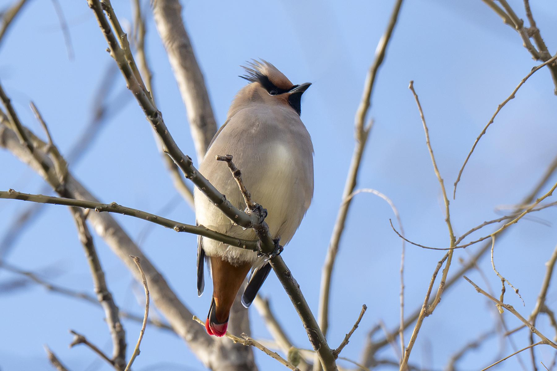 Japanese Waxwing (image by Mark Beaman)