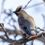Japanese Waxwing (image by Mark Beaman)
