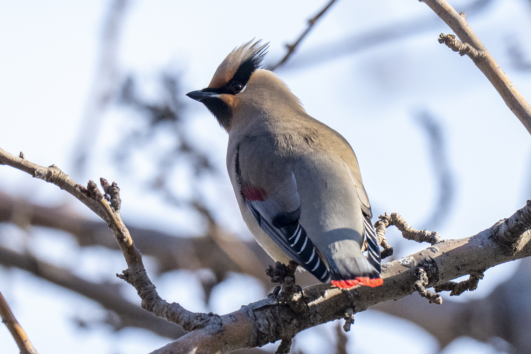 Japanese Waxwing (image by Mark Beaman)
