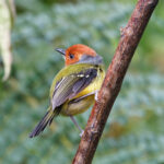 Lulu's Tody-Flycatcher (image by Leo Garrigues)