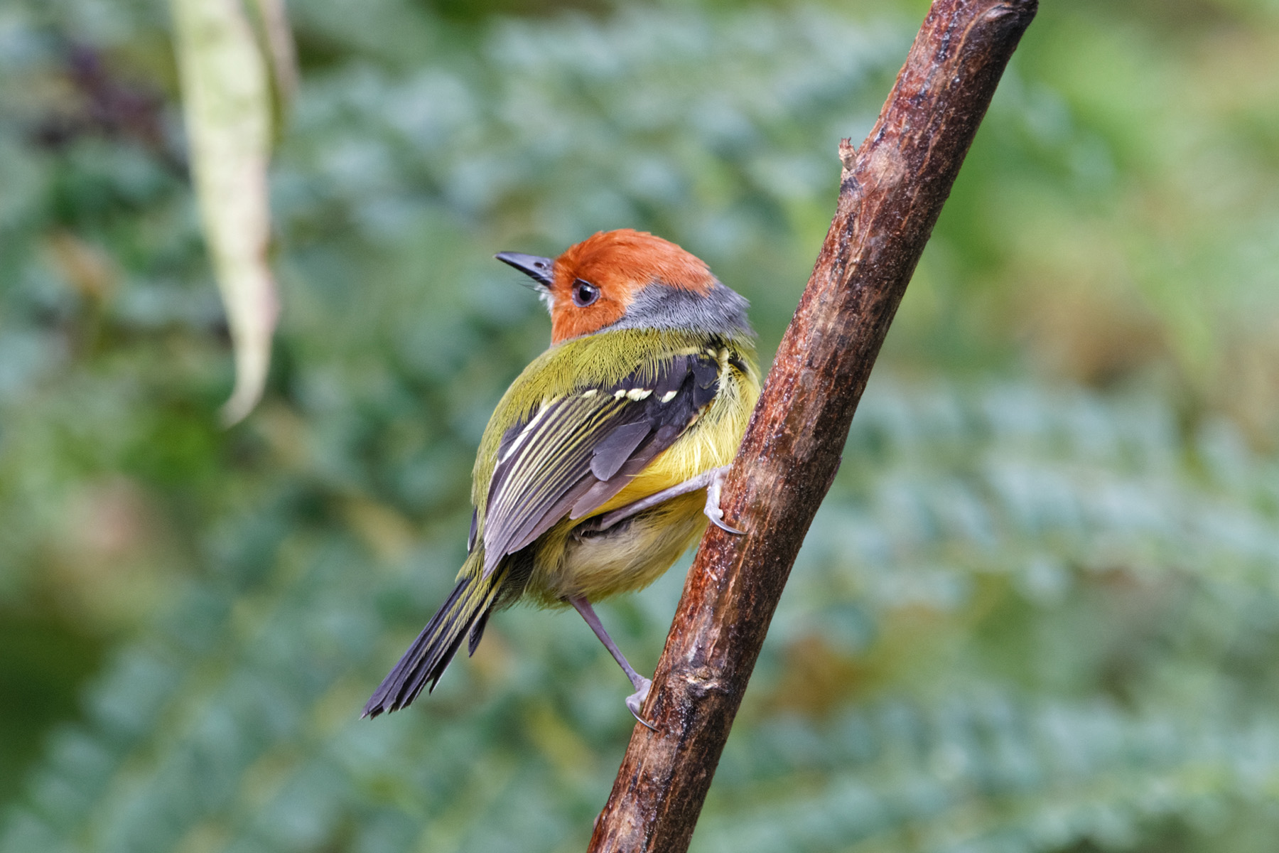 Lulu's Tody-Flycatcher (image by Leo Garrigues)