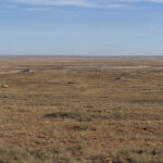 The Khalzan steppe (image by Mark Beaman)