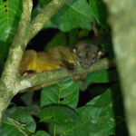 Kinkajou (image by Mark Van Beirs)