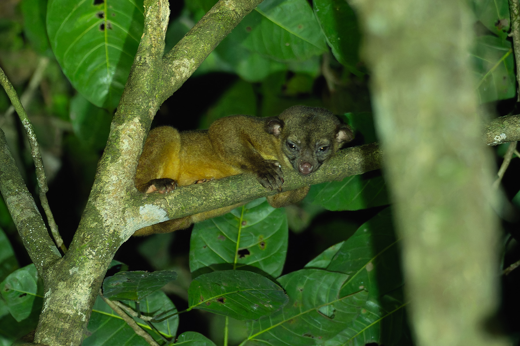 Kinkajou (image by Mark Van Beirs)