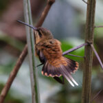 Koepcke's Hermit (image by Leo Garrigues)