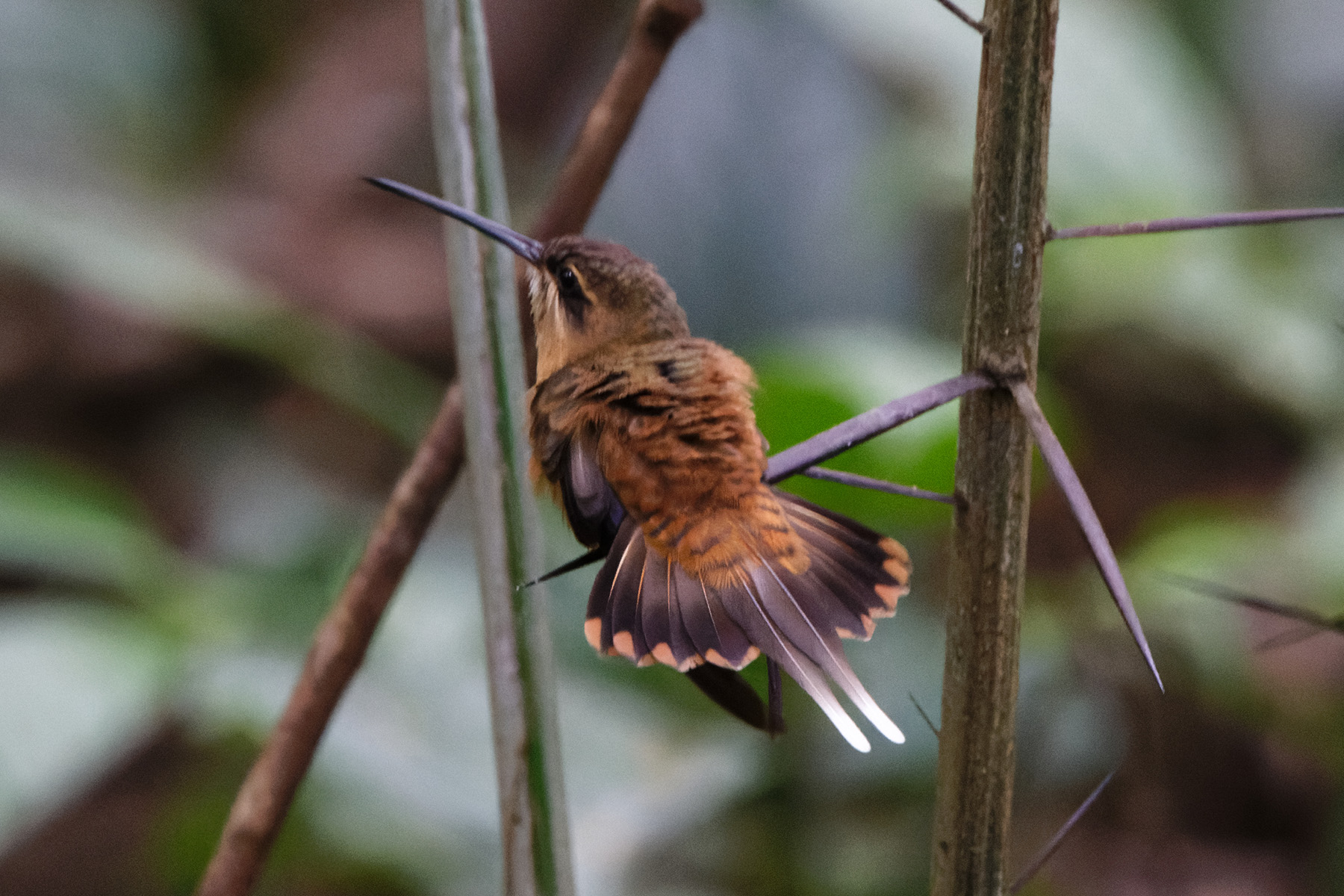 Koepcke's Hermit (image by Leo Garrigues)
