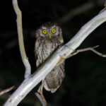 Koepcke's Screech Owl (image by Leo Garrigues)