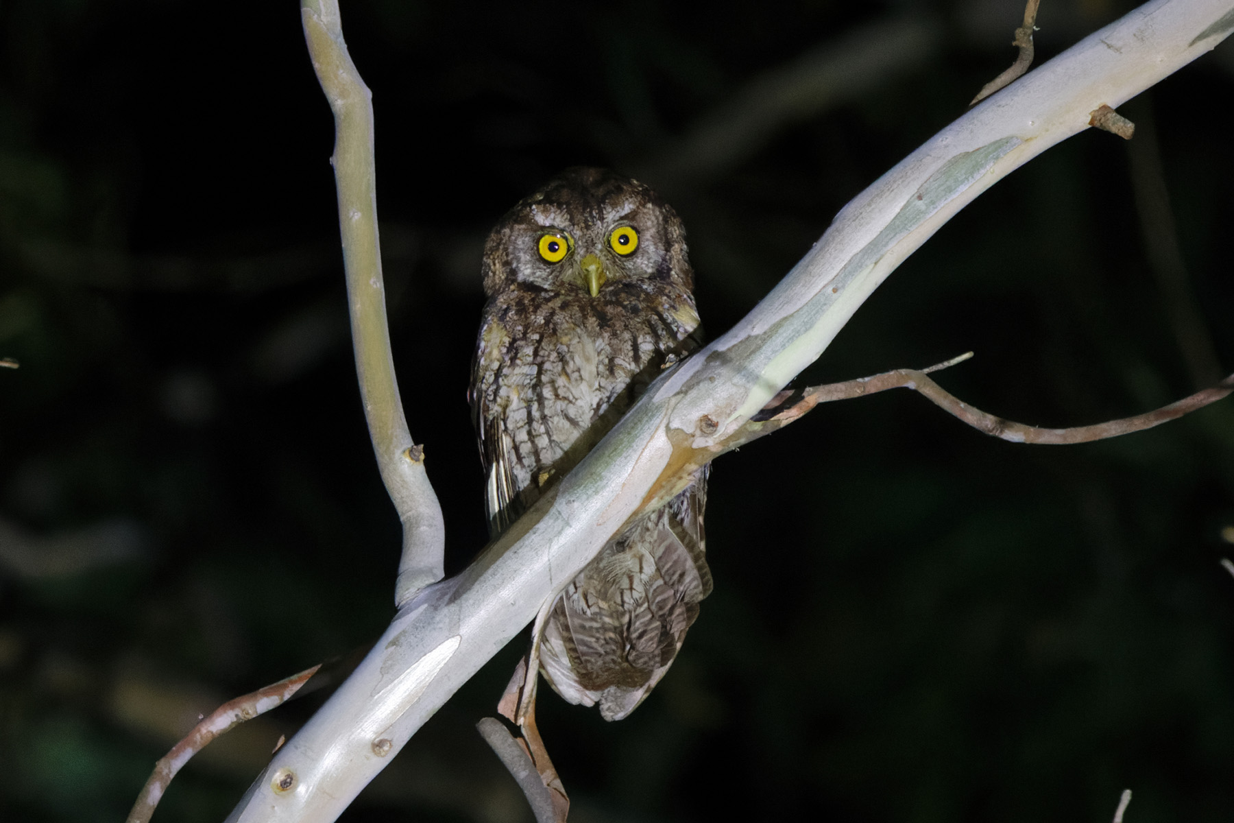 Koepcke's Screech Owl (image by Leo Garrigues)