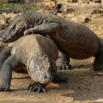 Komodo Dragons (image by Craig Robson)