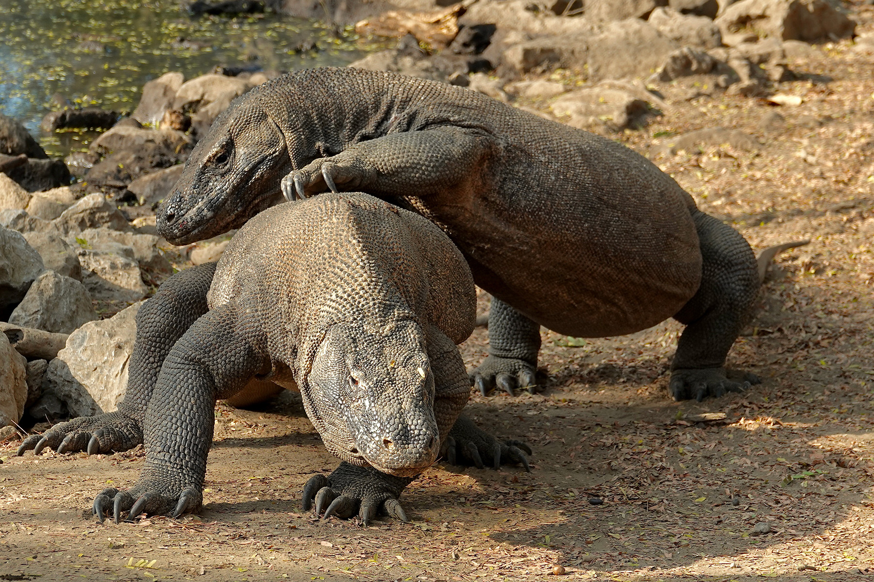 Komodo Dragons (image by Craig Robson)