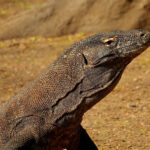 Komodo Dragon (image by Craig Robson)