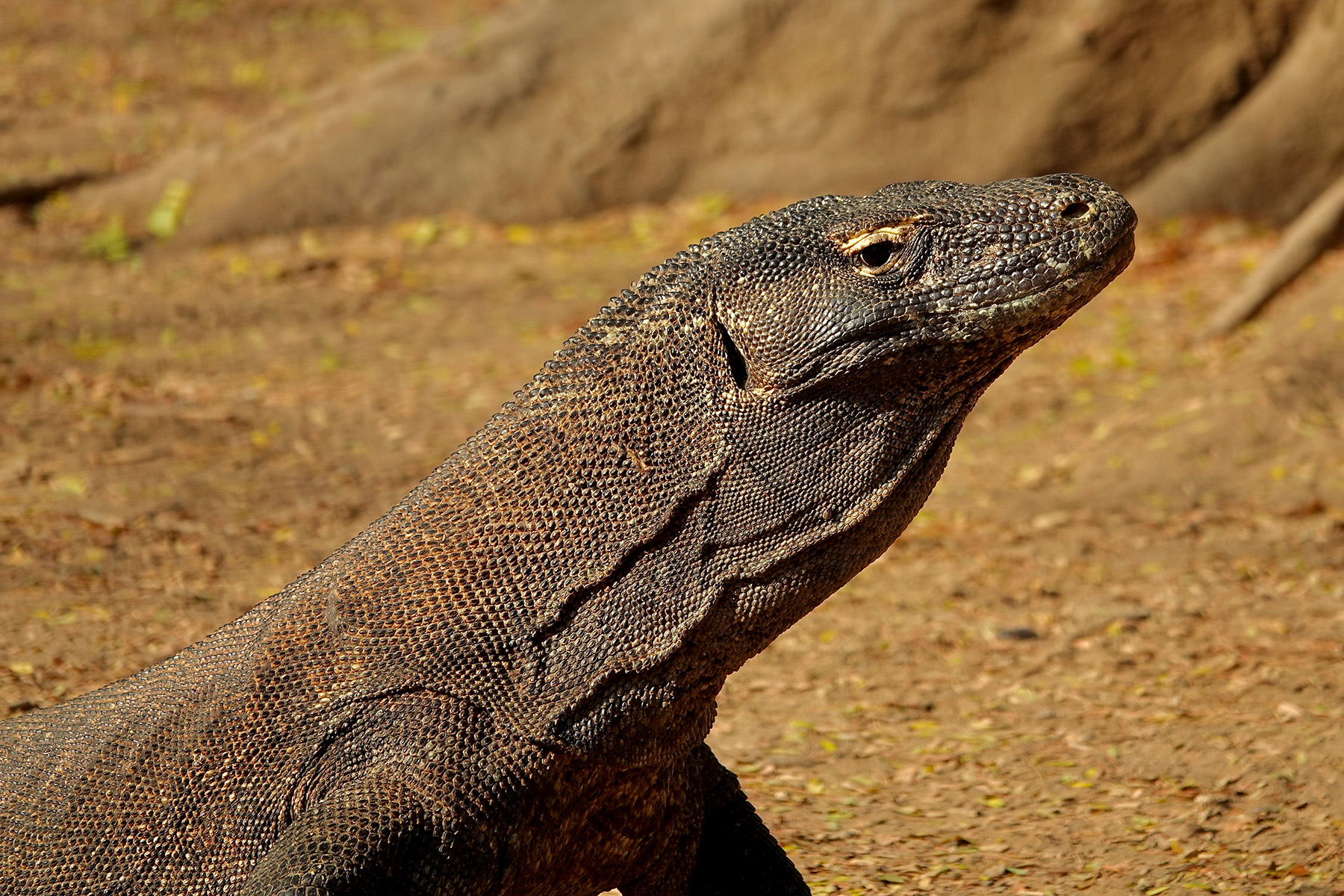 Komodo Dragon (image by Craig Robson)