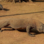 Komodo Dragons (image by Craig Robson)