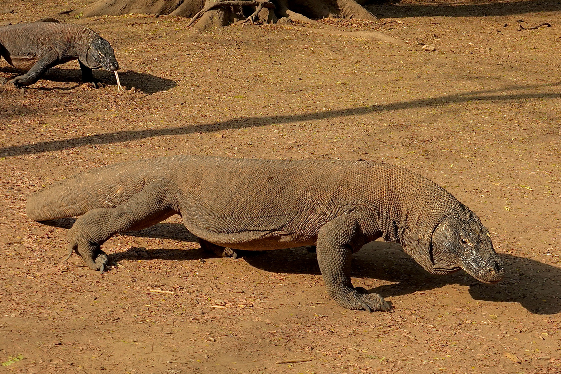 Komodo Dragons (image by Craig Robson)