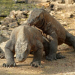 Komodo Dragons (image by Craig Robson)