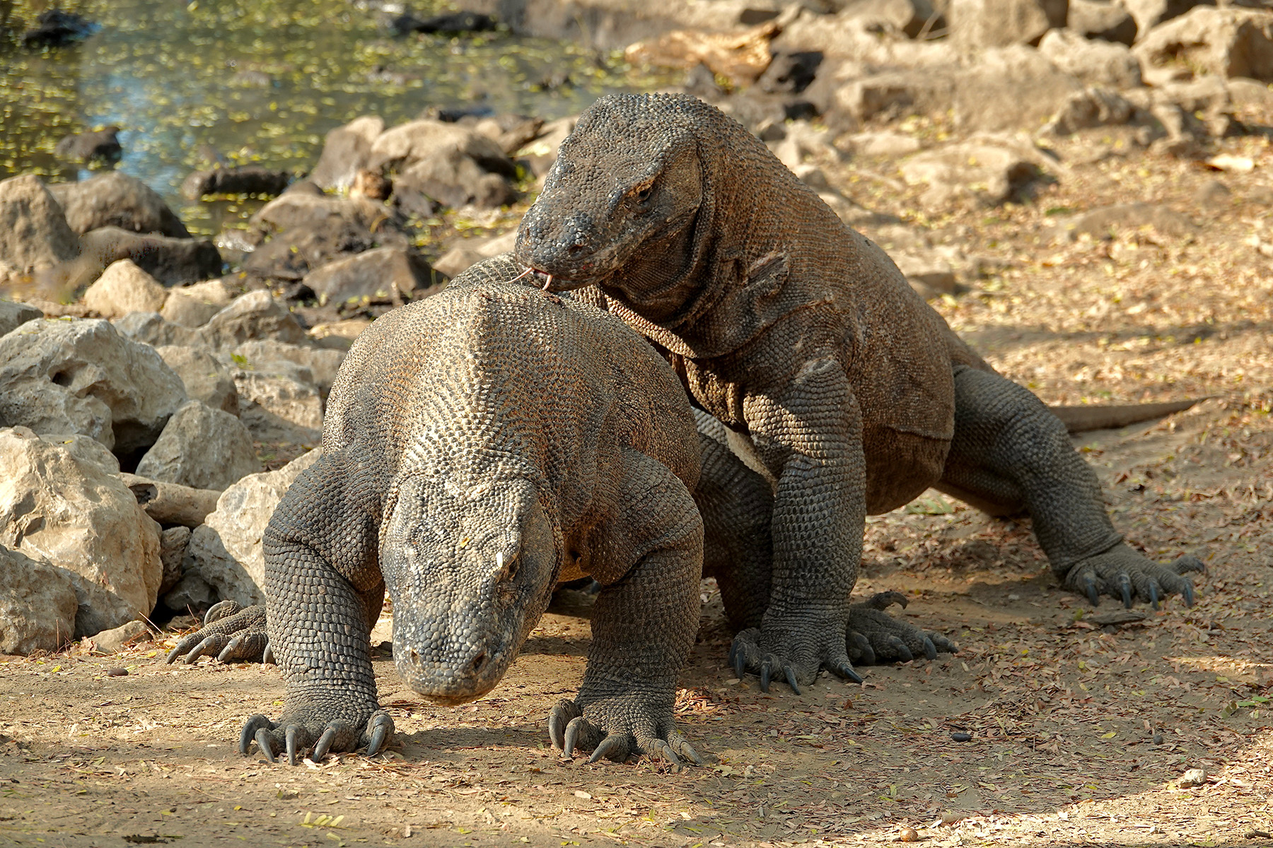 Komodo Dragons (image by Craig Robson)