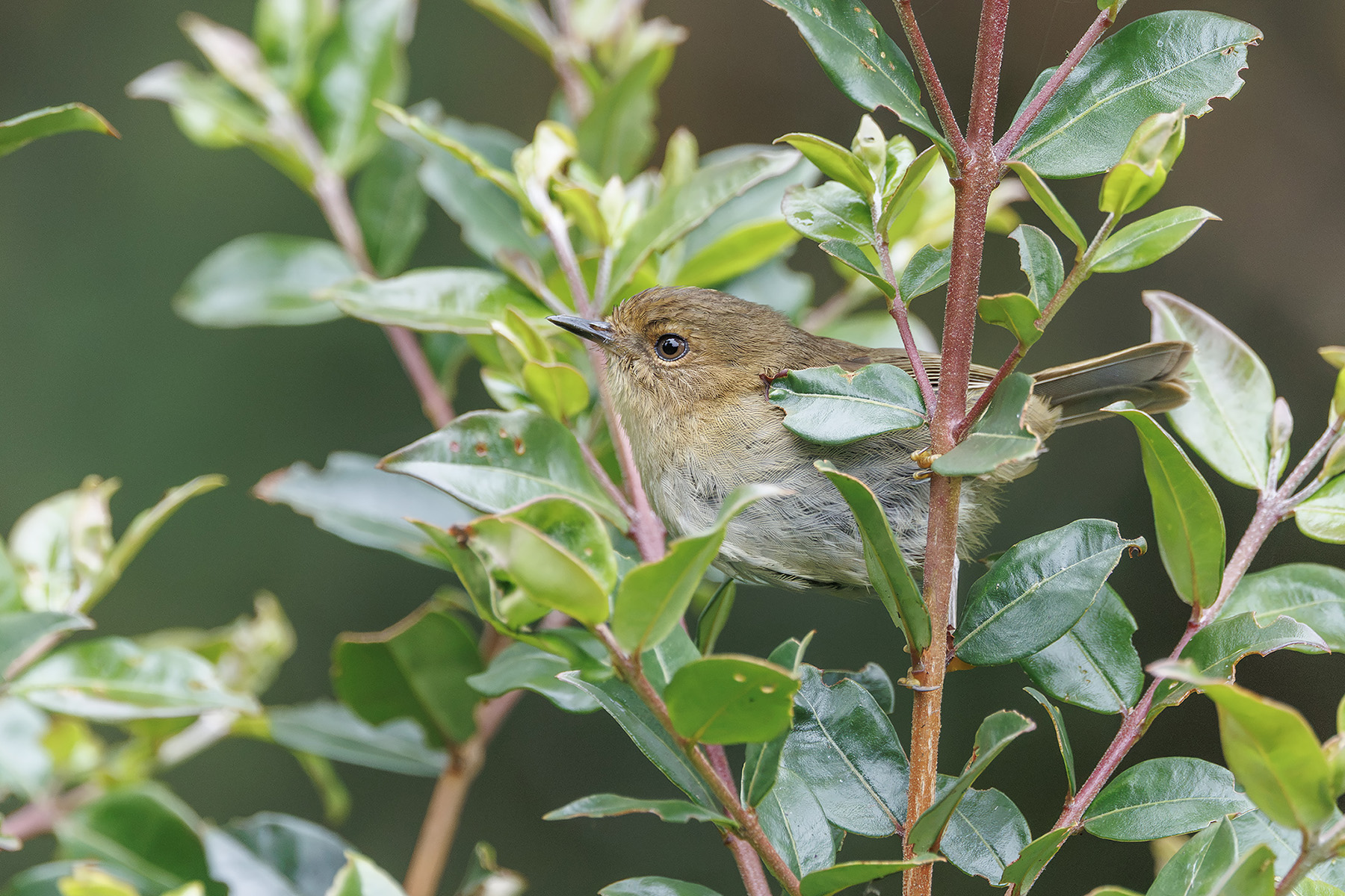 Large Scrubwren (image by Dáni Balla)